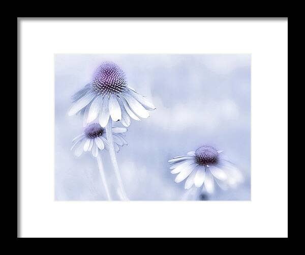 Echinecea Framed Print featuring the photograph Flower Trio by Andrea Kollo