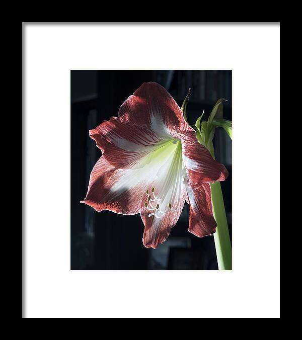 Flower Framed Print featuring the photograph Flower with backlight by Paul Ross