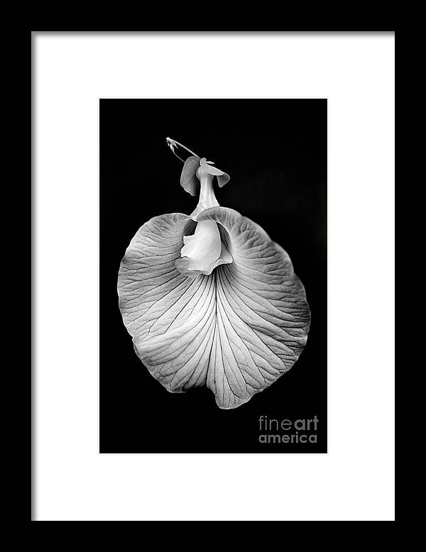 Flower Framed Print featuring the photograph Flower_1 by Russell Brown