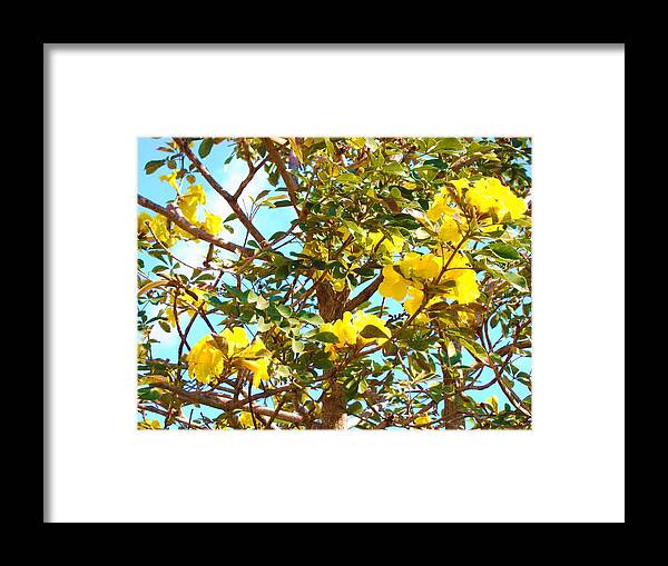 Arbor Framed Print featuring the photograph Flowering Tree by Van Ness