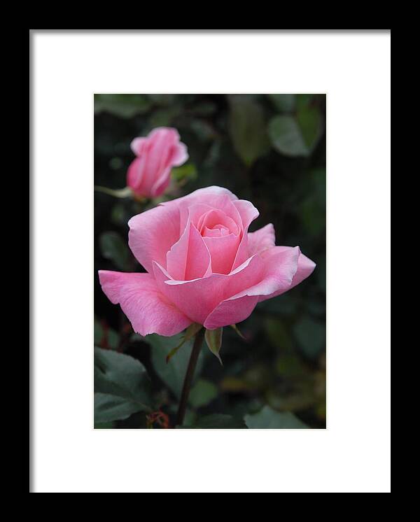 Rose Framed Print featuring the photograph Flowers 449 by Joyce StJames