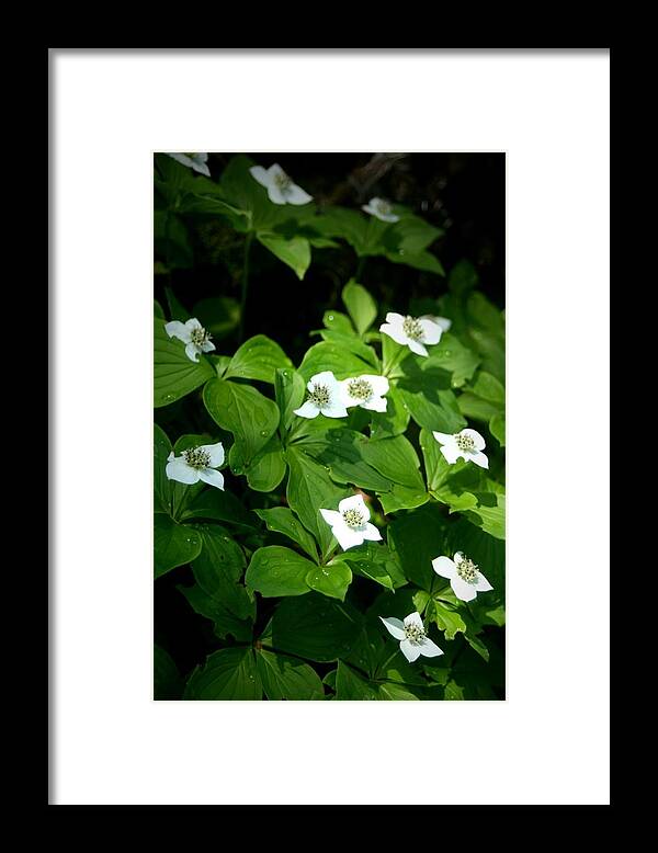 White Framed Print featuring the photograph Flowers at Isle Royale National Park by Jetson Nguyen