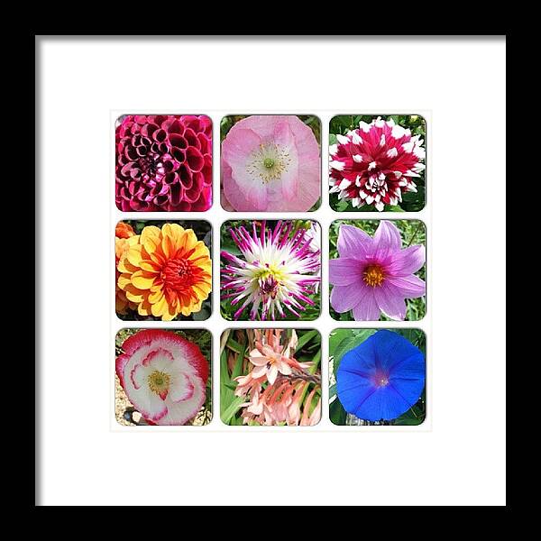 Pink Framed Print featuring the photograph Flowers At The Eden Project, Cornwall by Rachel Ayres
