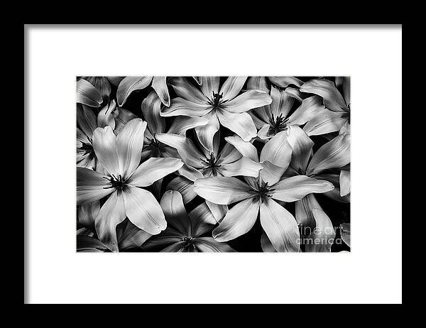 Tulipa Turkestanica Framed Print featuring the photograph Tulipa Turkestanica in Black-and-White by Dean Harte