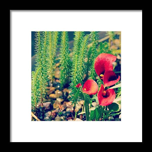Learnibg Framed Print featuring the photograph #flowers #green #red #nature #rocks by Katie Ball