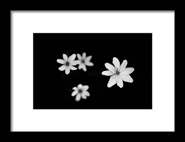Flowers Framed Print featuring the photograph Flowers In Black by Shane Holsclaw
