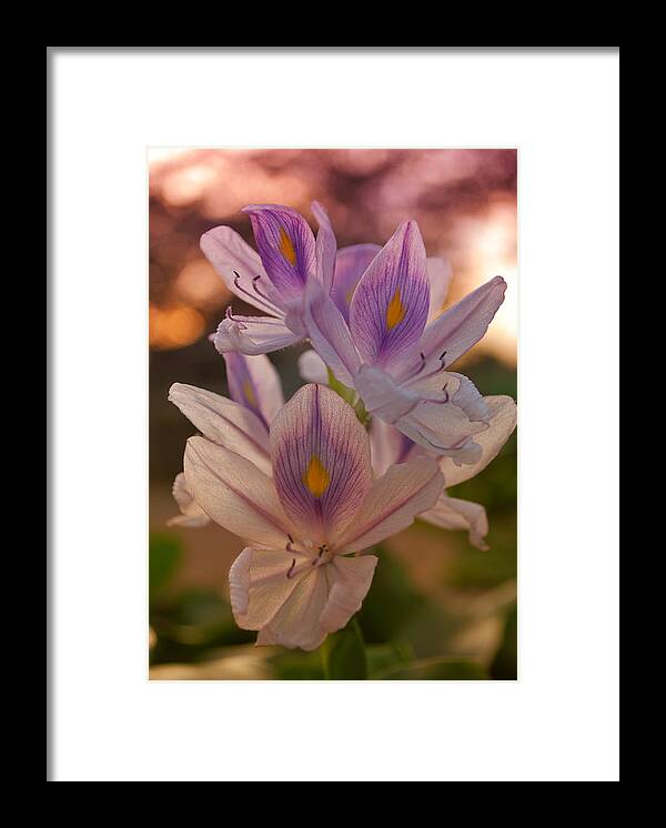 Winterpacht Framed Print featuring the photograph Flowers in Indonesia by Miguel Winterpacht