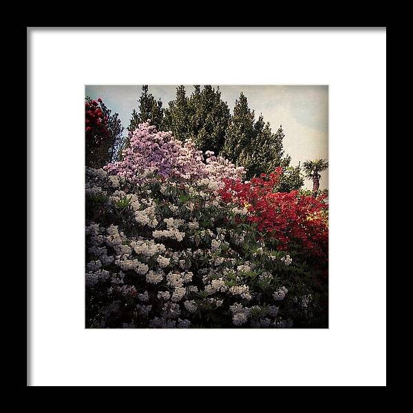 Nature Framed Print featuring the photograph Flowers by Marian Farkas