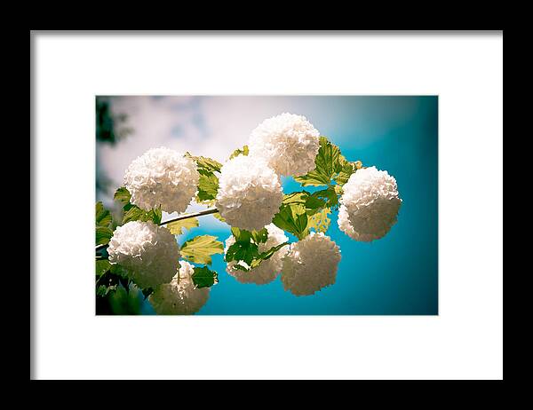Flowers Framed Print featuring the photograph Flowers With Blue Sky by Raimond Klavins