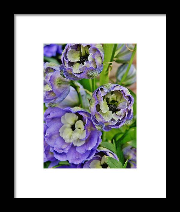 Flower Framed Print featuring the photograph Fluffy Cups by VLee Watson