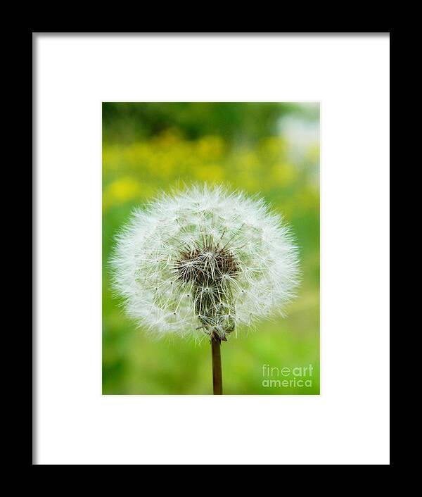 Dandelion Framed Print featuring the photograph Fluffy dandelion by Andrea Anderegg