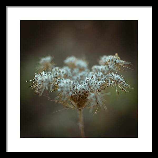 Fluffy Framed Print featuring the photograph Fluffy white weed closeup by Vlad Baciu