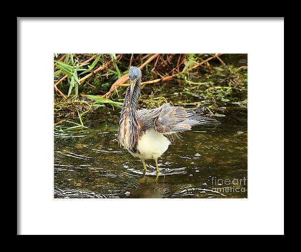 Anhinga Framed Print featuring the photograph Flurry by Adam Jewell
