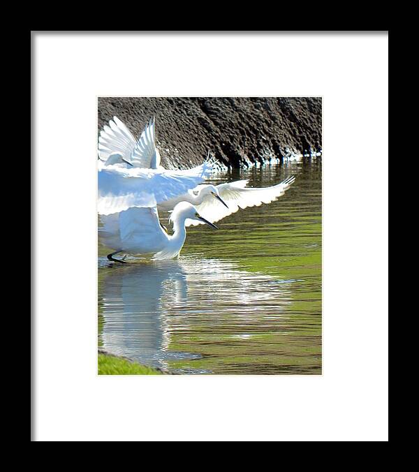 Egret Framed Print featuring the photograph Flurry by Deb Halloran