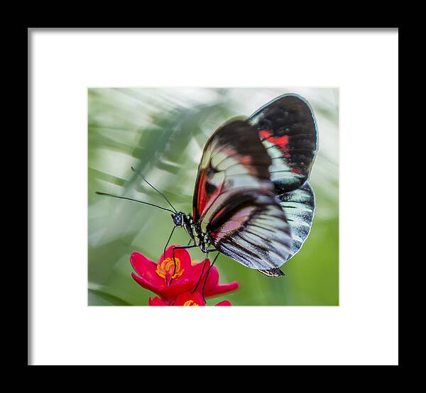 Tropical Framed Print featuring the photograph Fluttering Piano Key Butterfly by Sean Allen