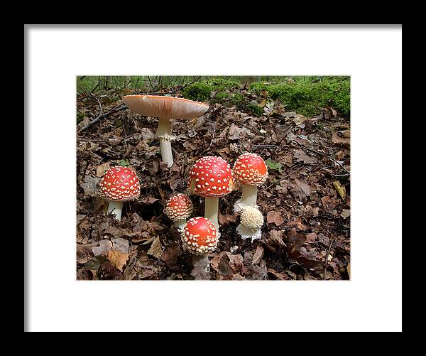 Fly Agaric Framed Print featuring the photograph Fly Agaric Fungi (amanita Muscaria) by Nigel Downer