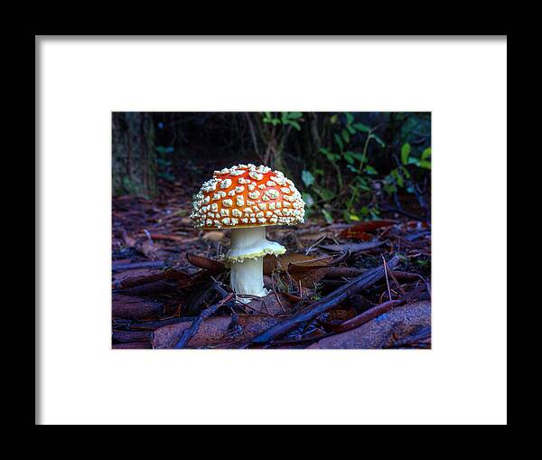 Fly Framed Print featuring the photograph Fly Amanita by HW Kateley