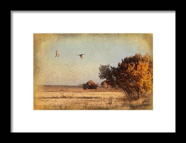 Sandhill Cranes Framed Print featuring the photograph Fly away by Carolyn D'Alessandro