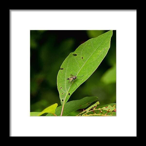 Fly Framed Print featuring the pyrography Fly on Leaf by Jeffrey Platt
