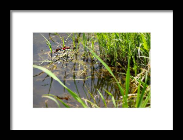 Dragon Framed Print featuring the photograph Fly United 2 by Reid Callaway