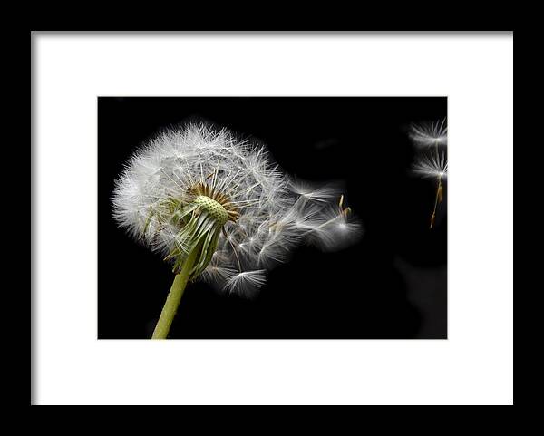 Dandelion Framed Print featuring the photograph Flying Away by Terence Davis
