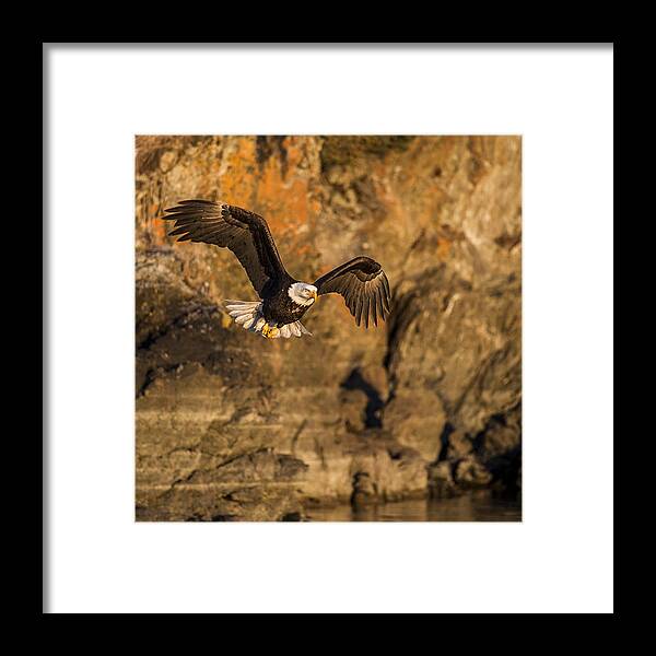 Alaska Framed Print featuring the photograph Flying Eagle by D Robert Franz