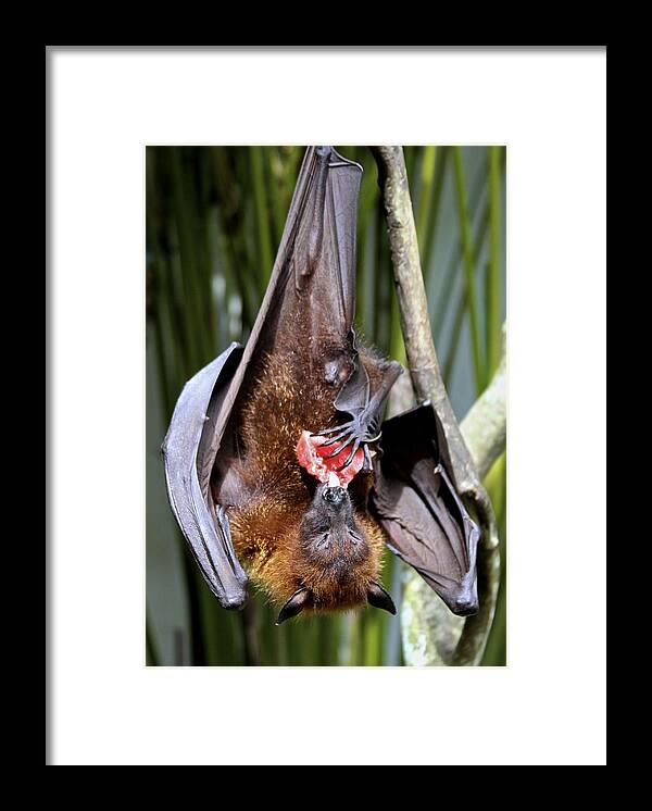 Bats Framed Print featuring the photograph Flying Fox or Fuit Bat by Venetia Featherstone-Witty