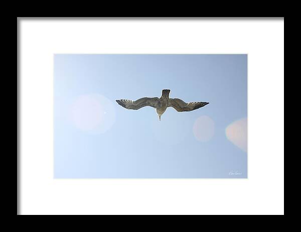 Flying Framed Print featuring the photograph Flying Free by Diana Haronis