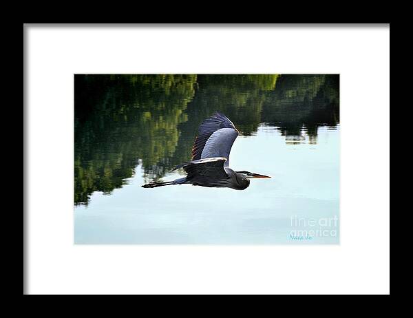 Nava Jo Thompson Framed Print featuring the photograph Flying Great Blue Heron by Nava Thompson