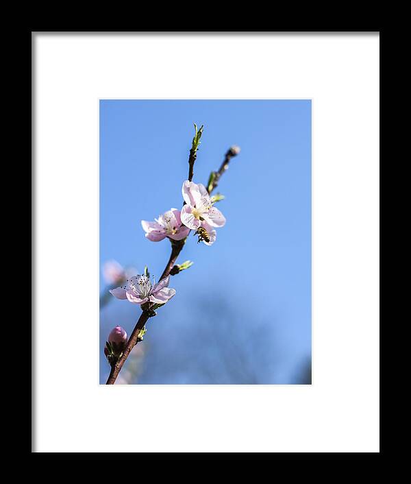 Bees Framed Print featuring the photograph Flying High by Amber Kresge
