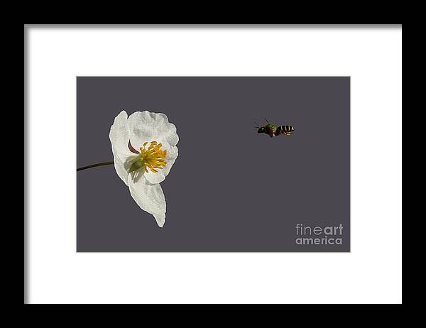 Broadleaf Arrowhead Framed Print featuring the photograph Flying In For Breakfast by Meg Rousher