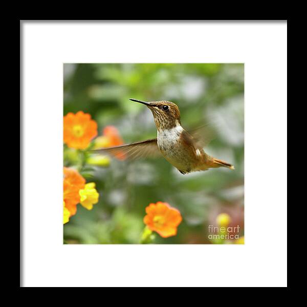 Bird Framed Print featuring the photograph Flying Scintillant Hummingbird by Heiko Koehrer-Wagner