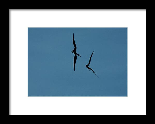Flying Framed Print featuring the photograph Together Turn by James Knight