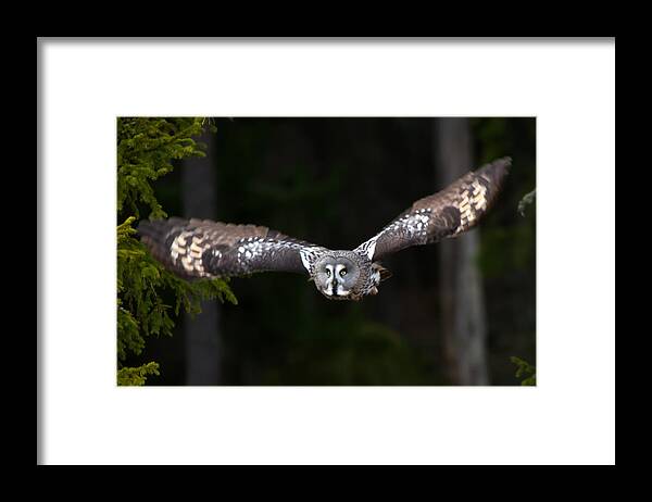 Flying Great Grey Owl Framed Print featuring the photograph Focus on the target by Torbjorn Swenelius