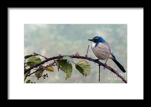 Nature Framed Print featuring the photograph Fog Bound Jay by Julia Hassett
