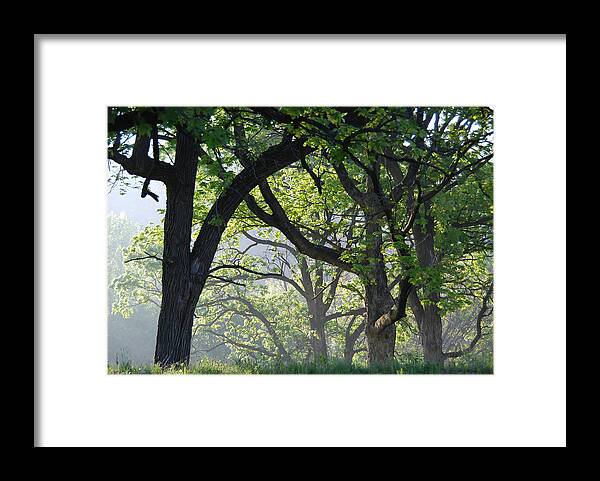 Tree Framed Print featuring the photograph Fog Lifting on a Spring Morning in Minnesota by Cascade Colors