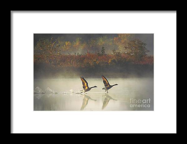 Canada Geese Framed Print featuring the photograph Foggy Autumn Morning by Elizabeth Winter