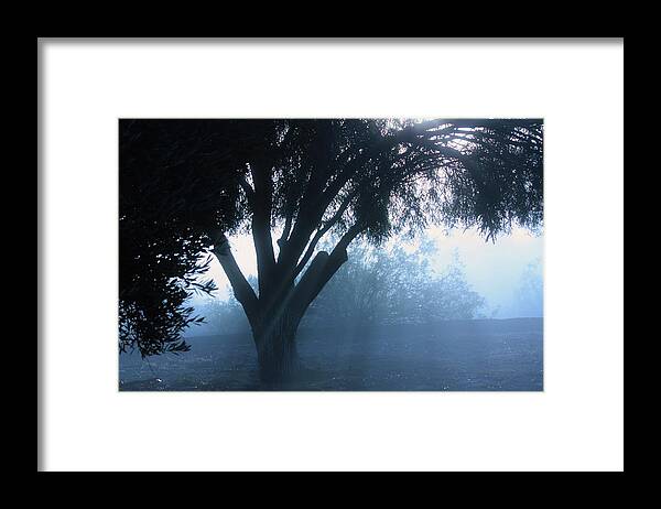 Trees Framed Print featuring the photograph Foggy Dawn by Marcia Breznay