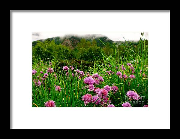 Flower Framed Print featuring the photograph Foggy Morning by Jacqueline Athmann