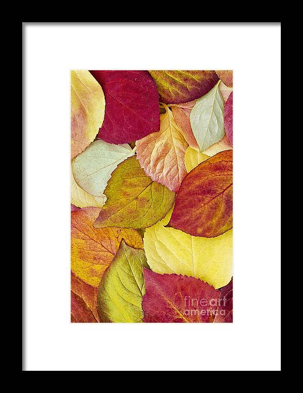 Fall Framed Print featuring the photograph Foliage Quilt by Alan L Graham