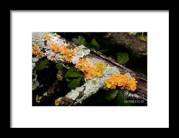 Lichen Framed Print featuring the photograph Foliose And Fruticose Lichens On Dead by Gregory G. Dimijian