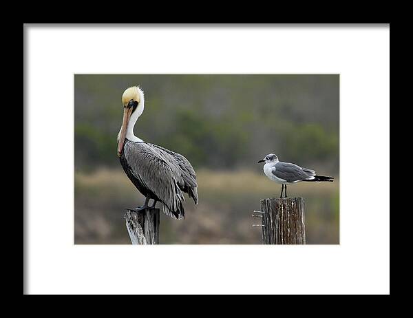 Pelican Framed Print featuring the photograph Follow Me by Carol Erikson