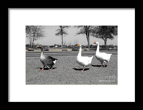 Goose Framed Print featuring the photograph Follow that Goose by Carol Groenen