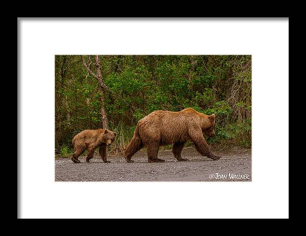 Alaska Framed Print featuring the photograph Following mom closely by Joan Wallner