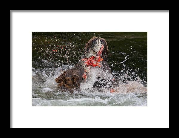 Adult Framed Print featuring the photograph Food Fight by Tim Grams