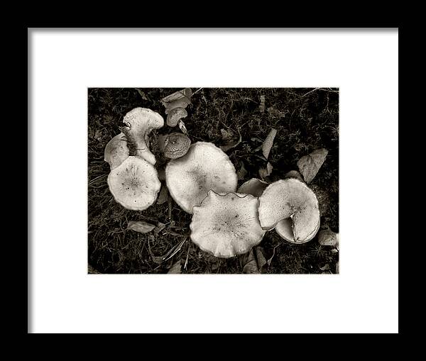 Mushroom Framed Print featuring the photograph Food for Thought in Tones of Dark Brown by Louise Kumpf