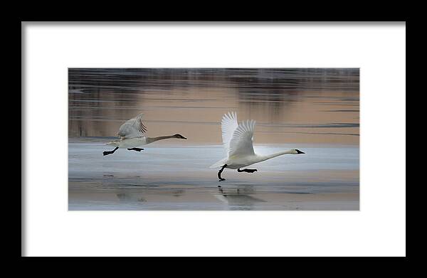 Swan Framed Print featuring the photograph Foot Race by Gary Hall
