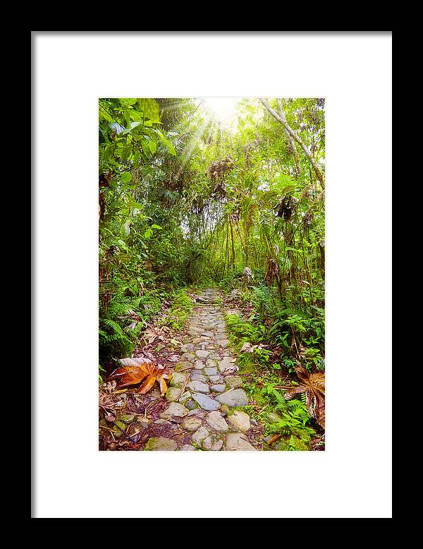 Jungle Framed Print featuring the photograph Footpath in the jungle by Alexey Stiop