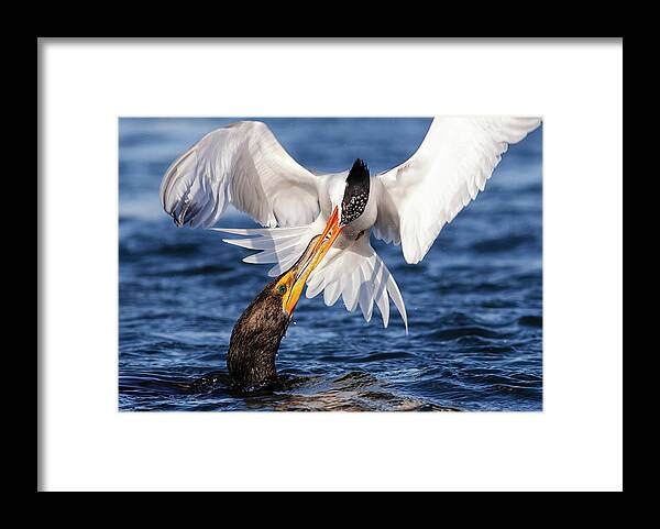 Stealing Framed Print featuring the photograph Forbidden Kiss by Carl Jackson Photography