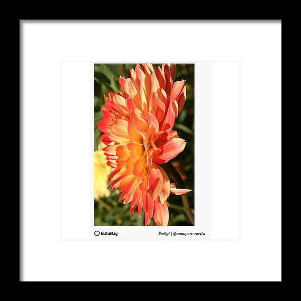 50shadesoforange Framed Print featuring the photograph Forecast Is Perky! With Warm Indian by Anna Porter